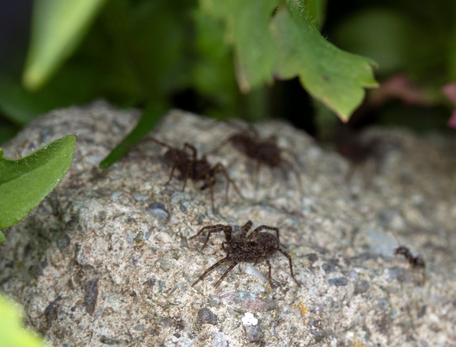 Wolf spider close-up