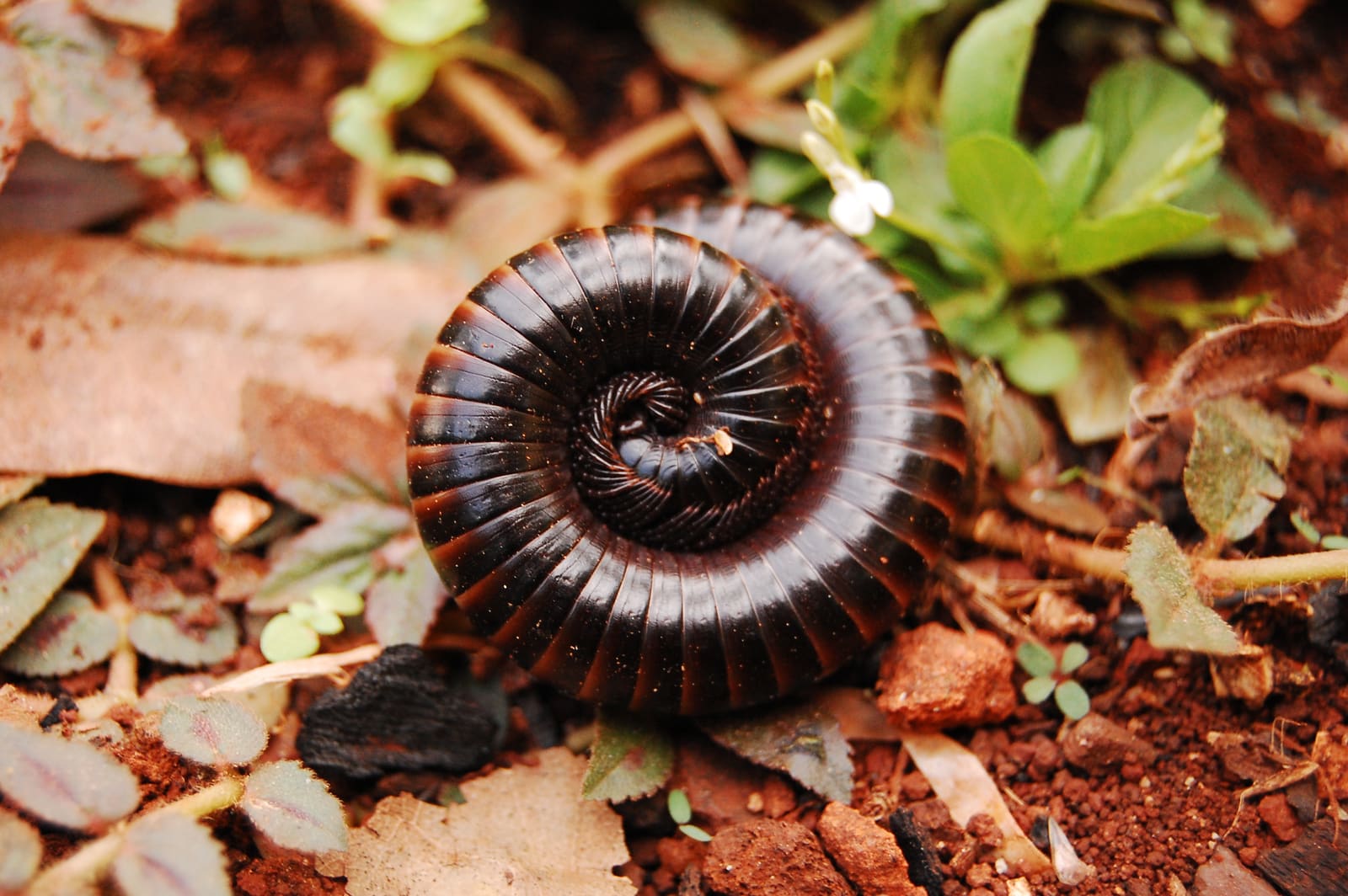 Millipede coiled on a leaf