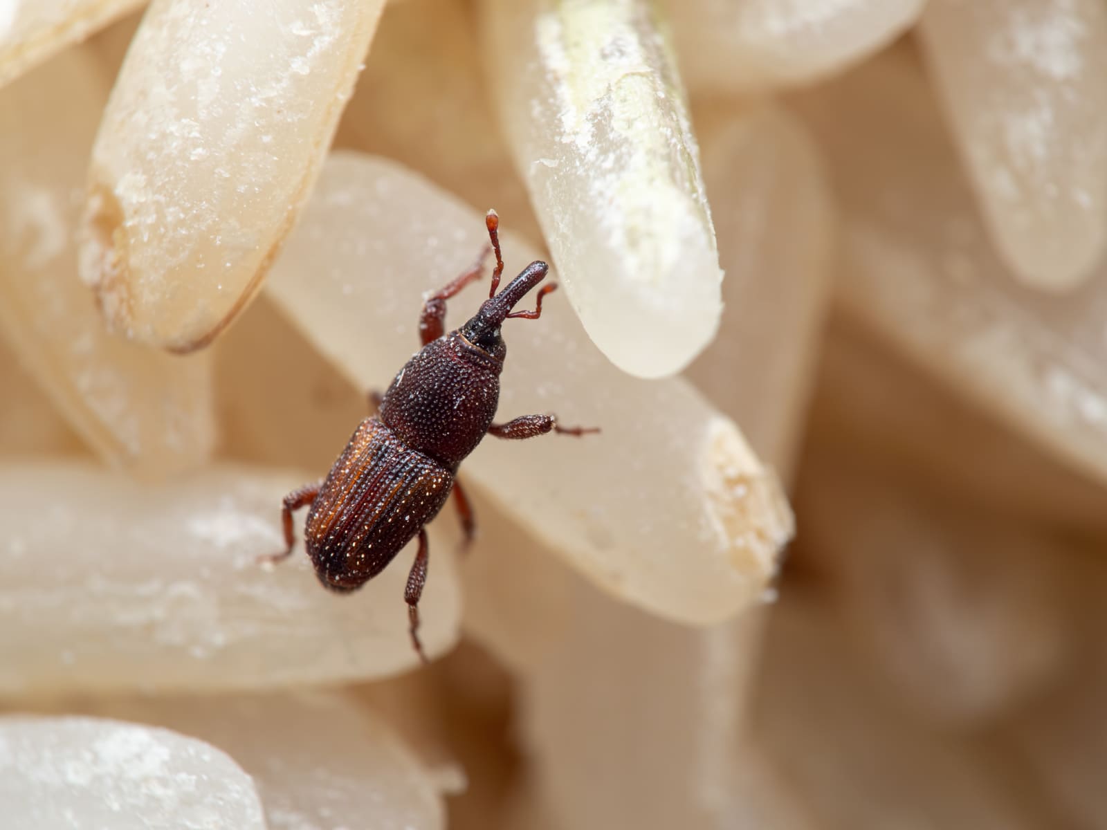 Rice weevil macro