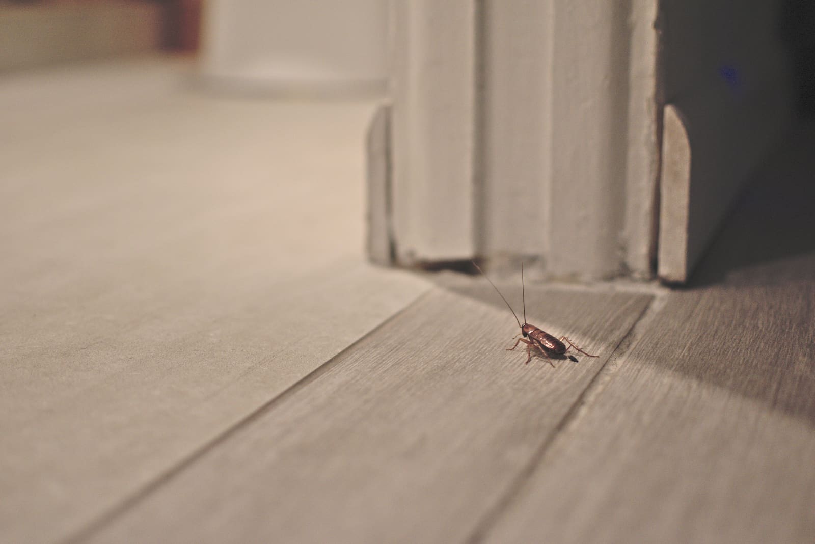 Cockroach on a wooden floor