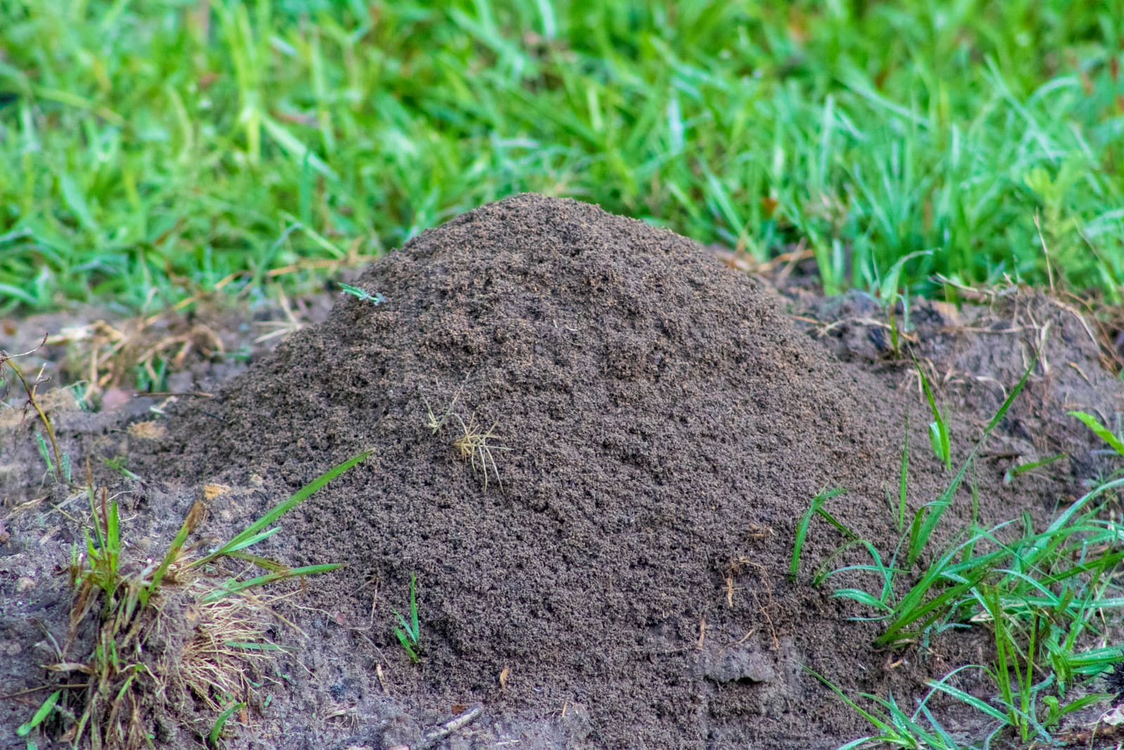 Fire ant mound in a lawn