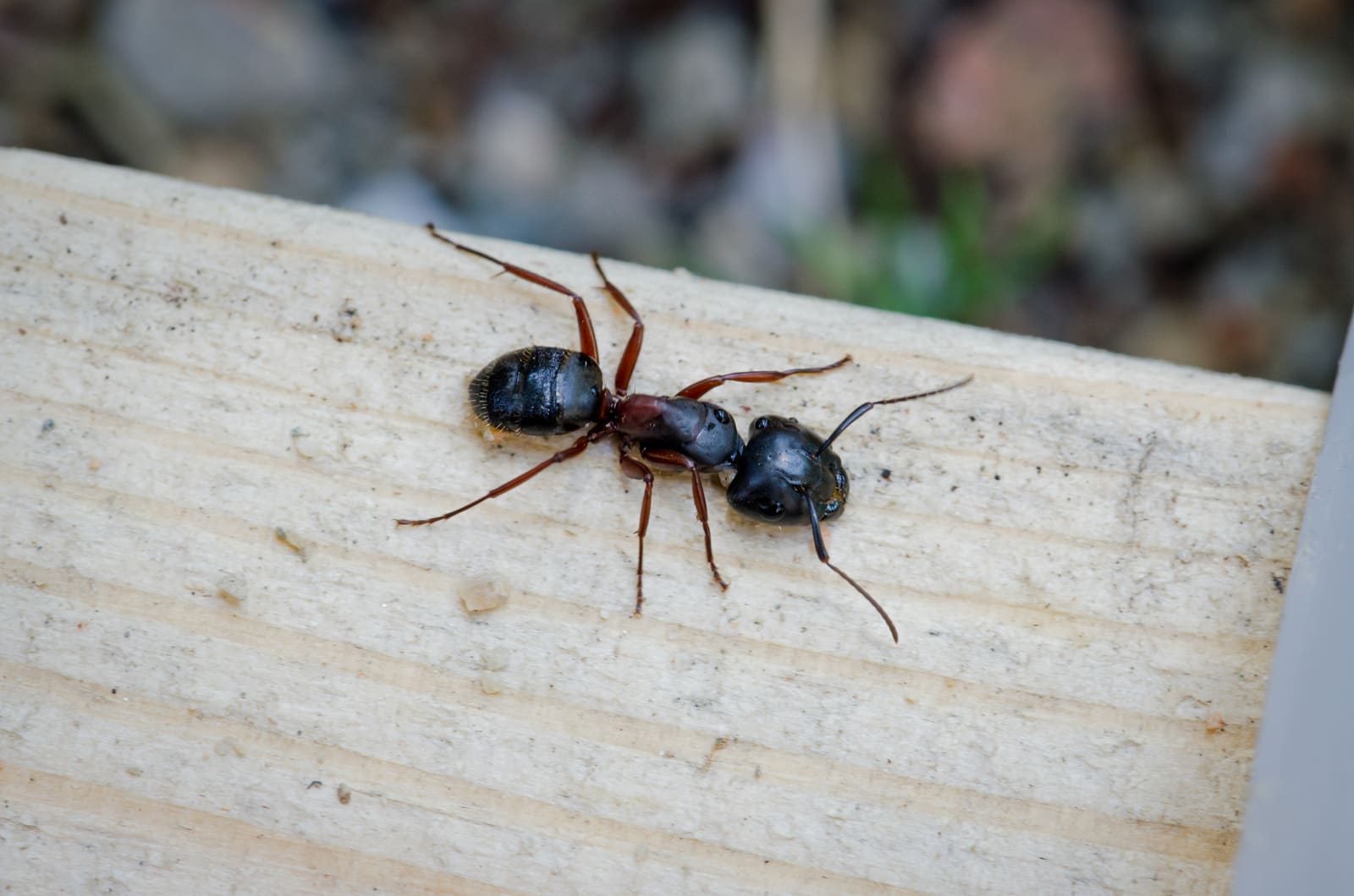 Carpenter ant close-up