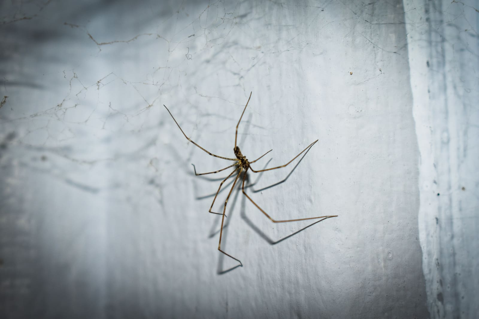 House spider on an interior wall