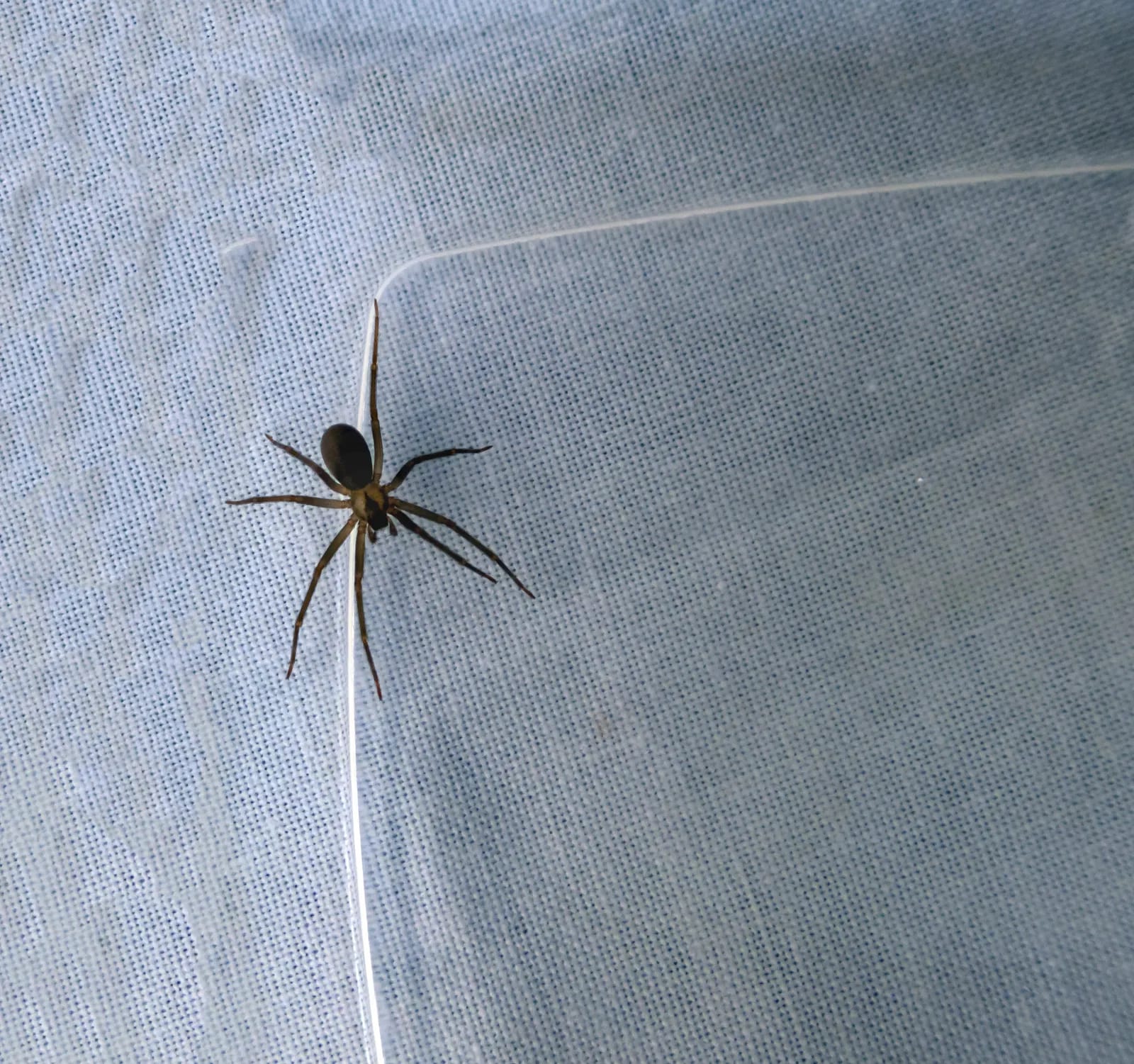 Brown recluse spider close-up