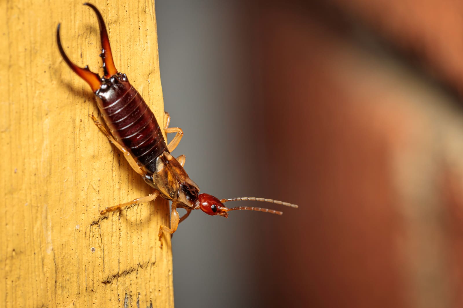 Earwig close-up showing pincers