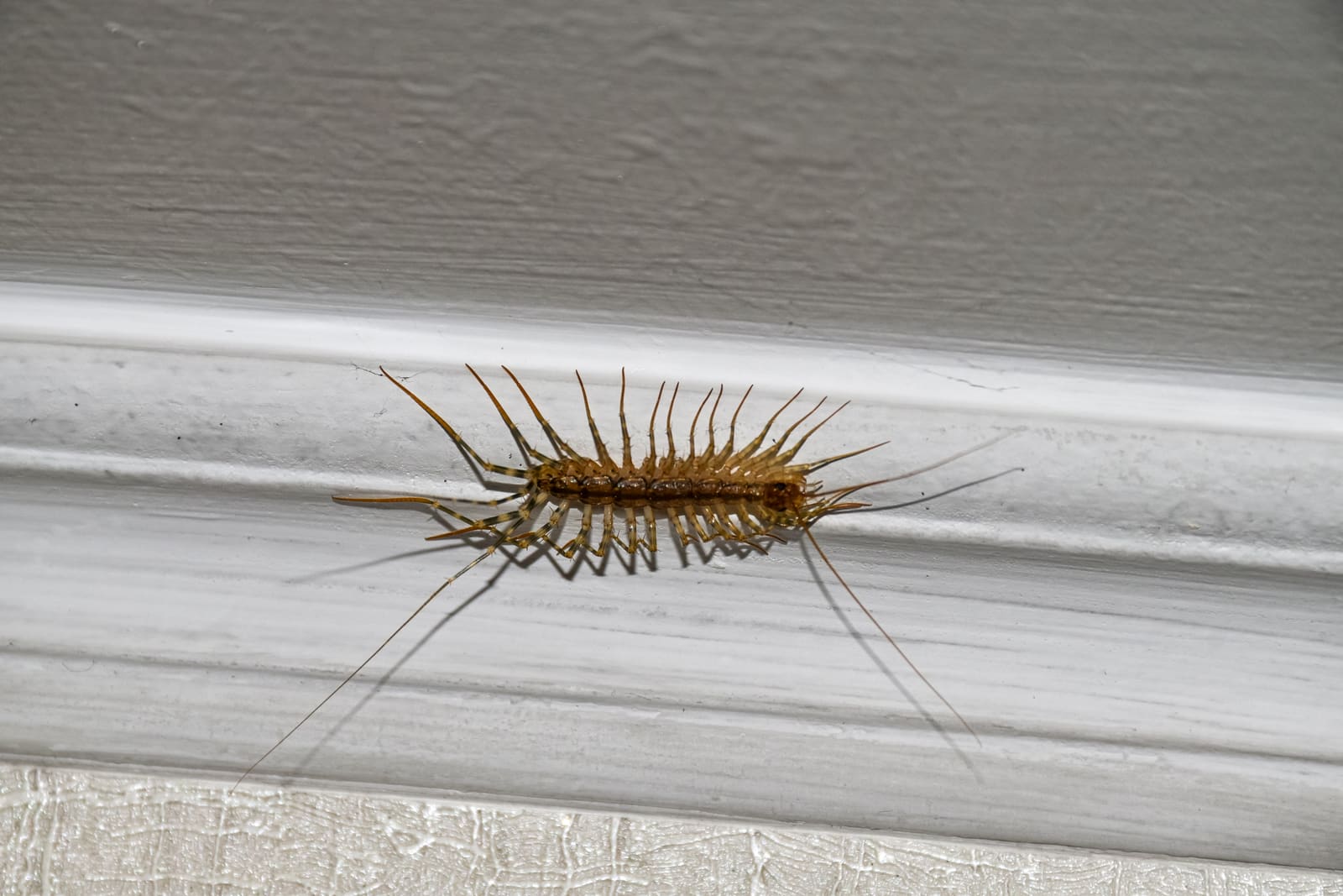 House centipede on white trim