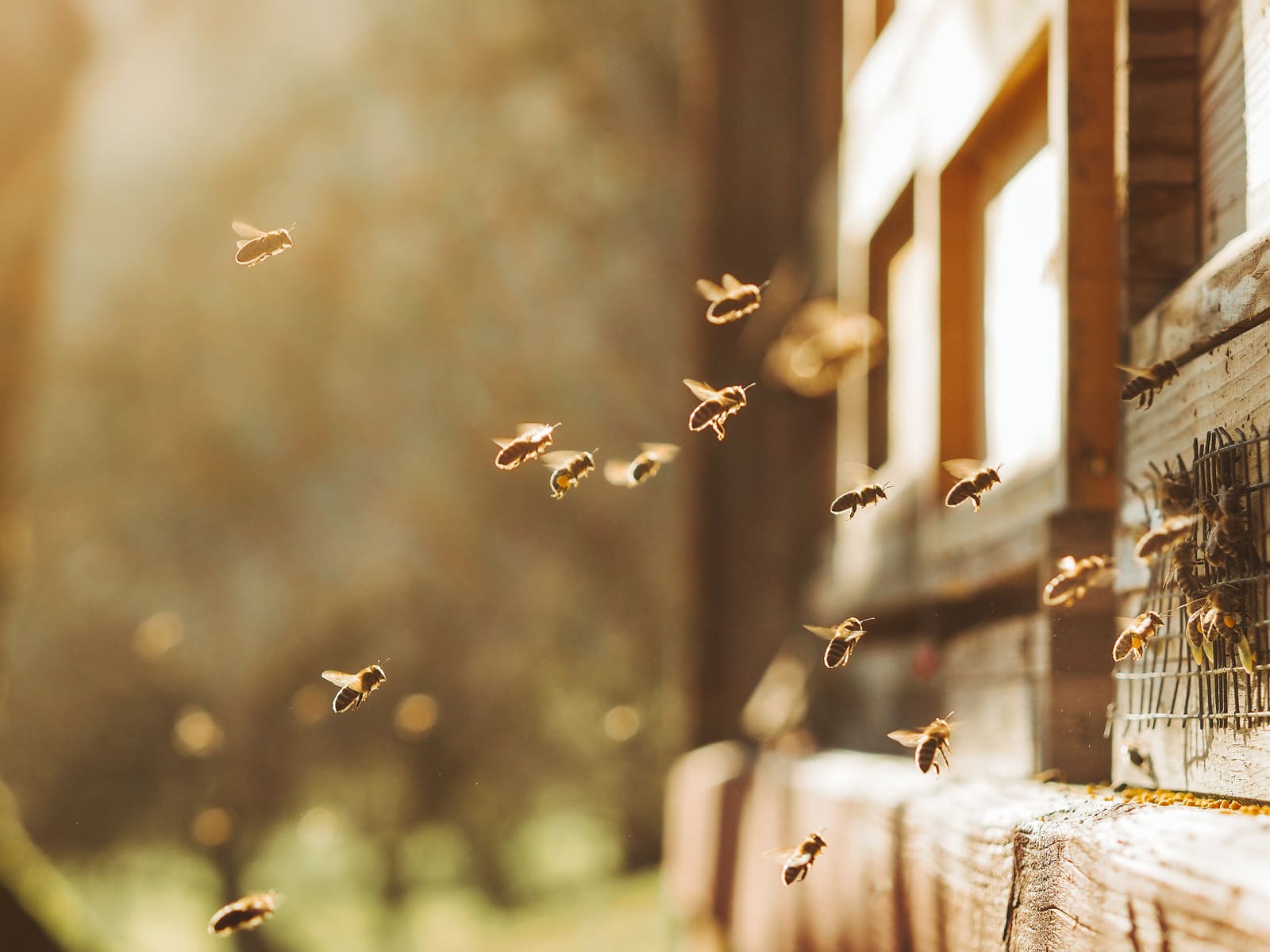 Beehive in backlight