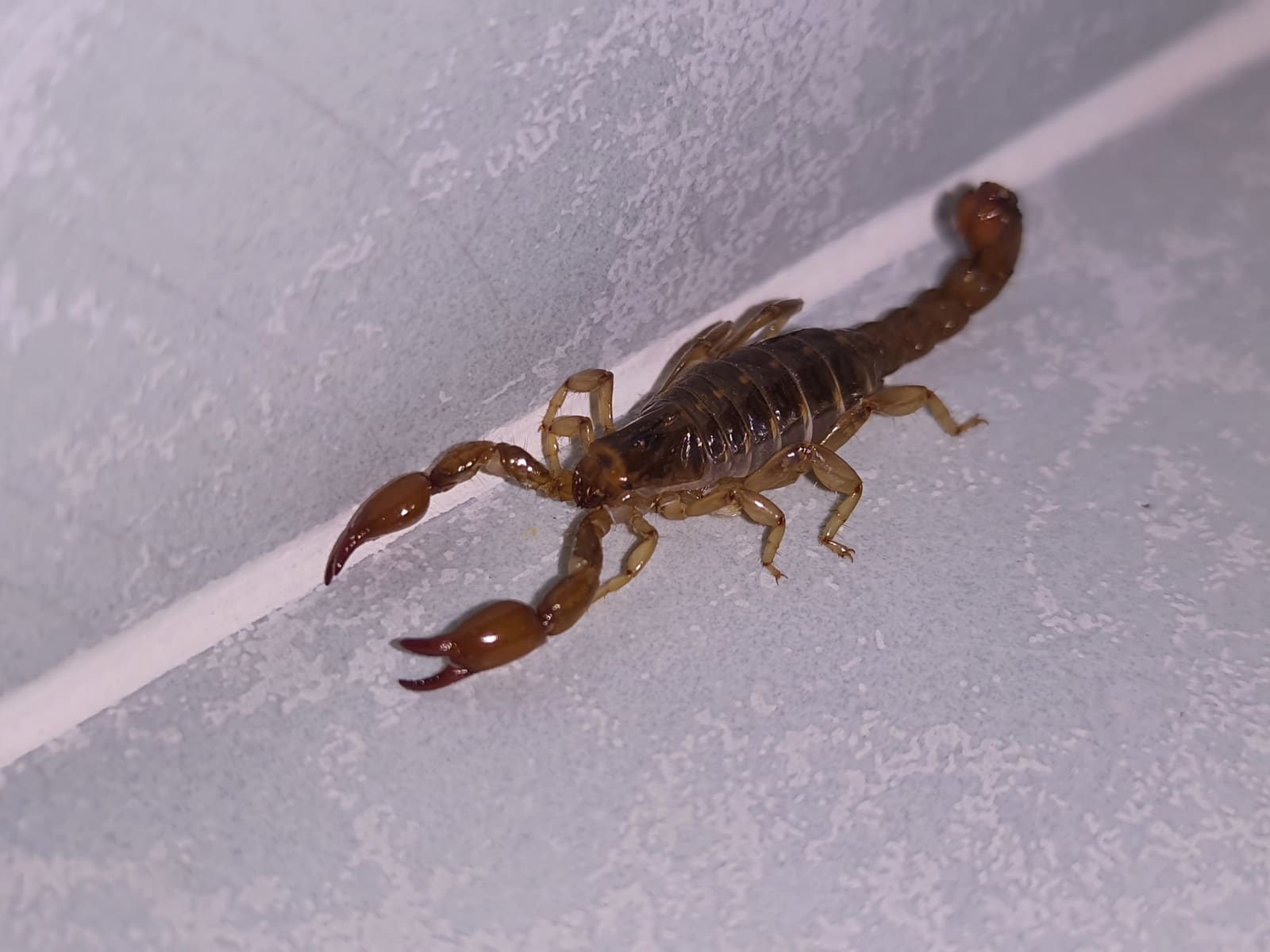 Scorpion on a bathroom wall