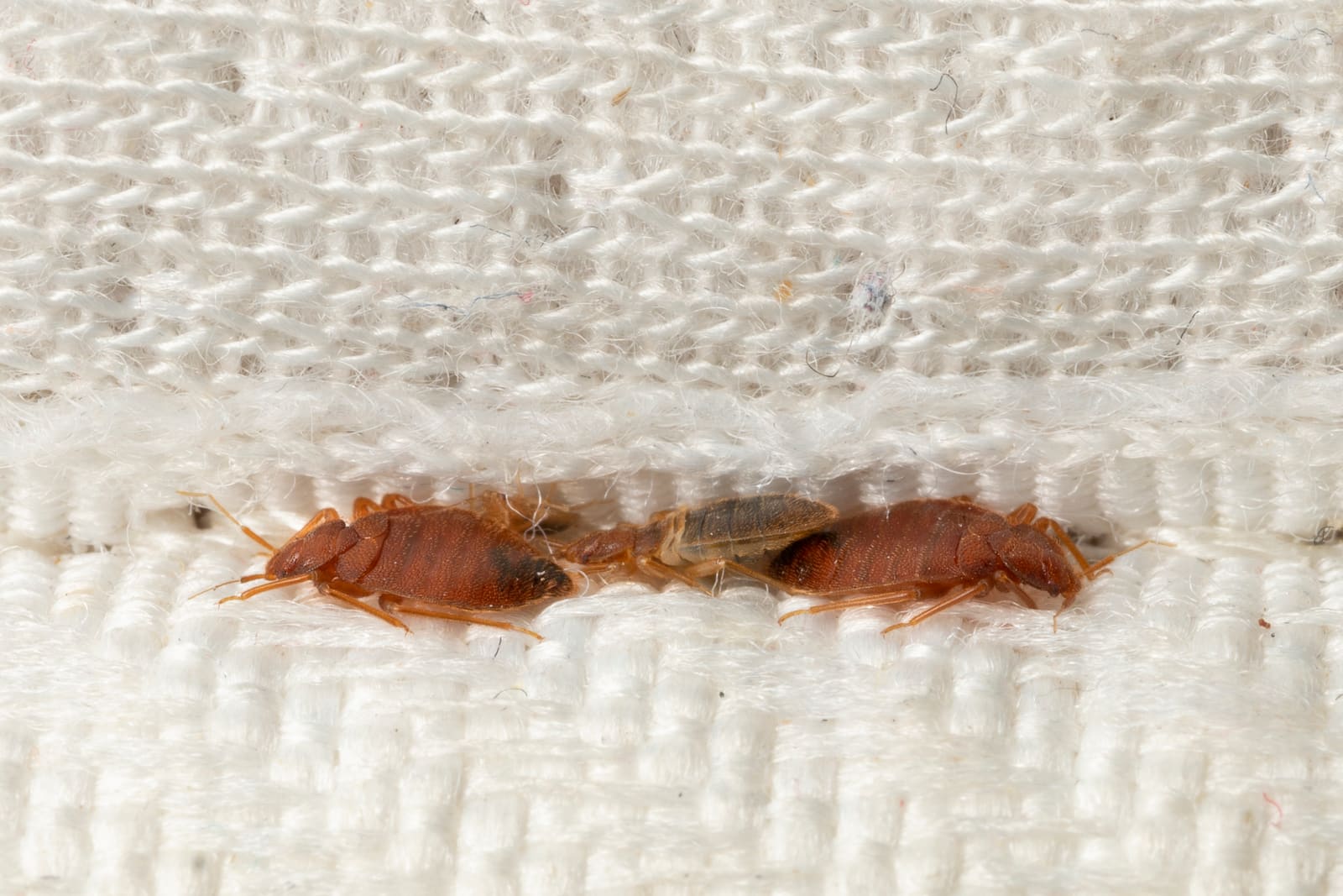 Bed bugs in a mattress crease