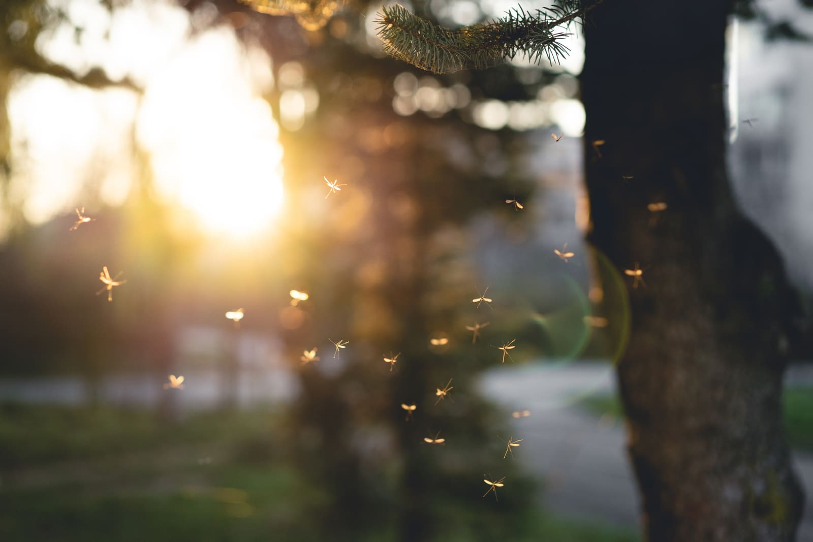 Swarm of mosquitoes at sunset