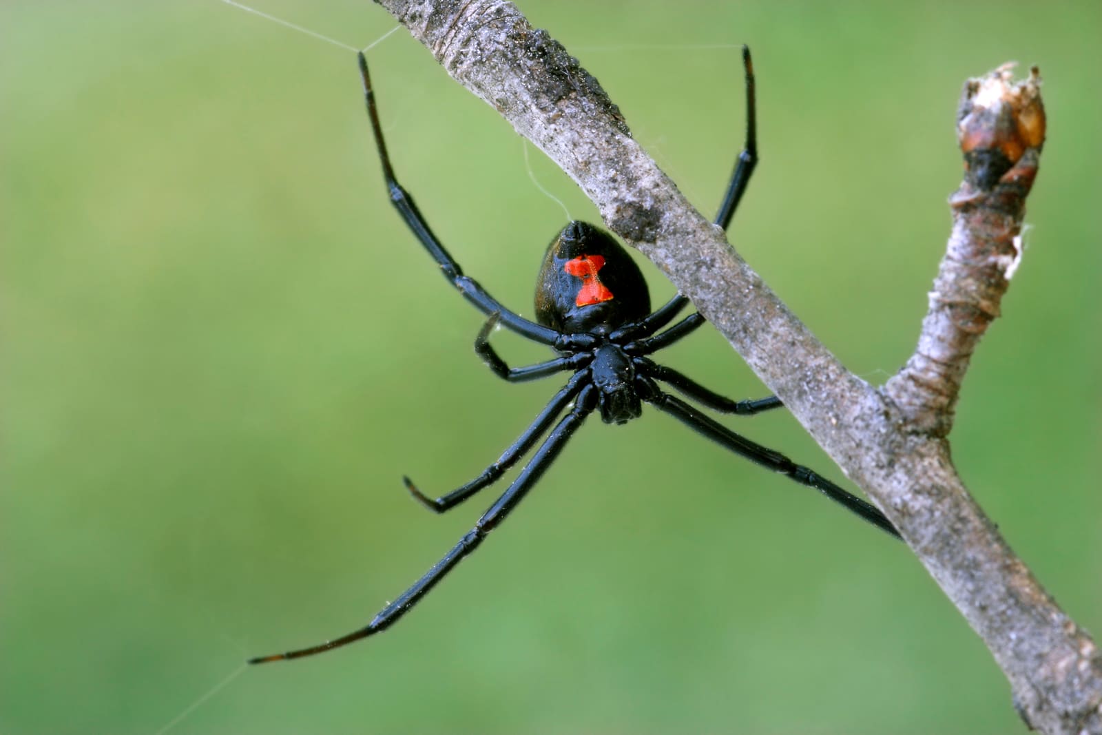 Black widow spider with red hourglass marking