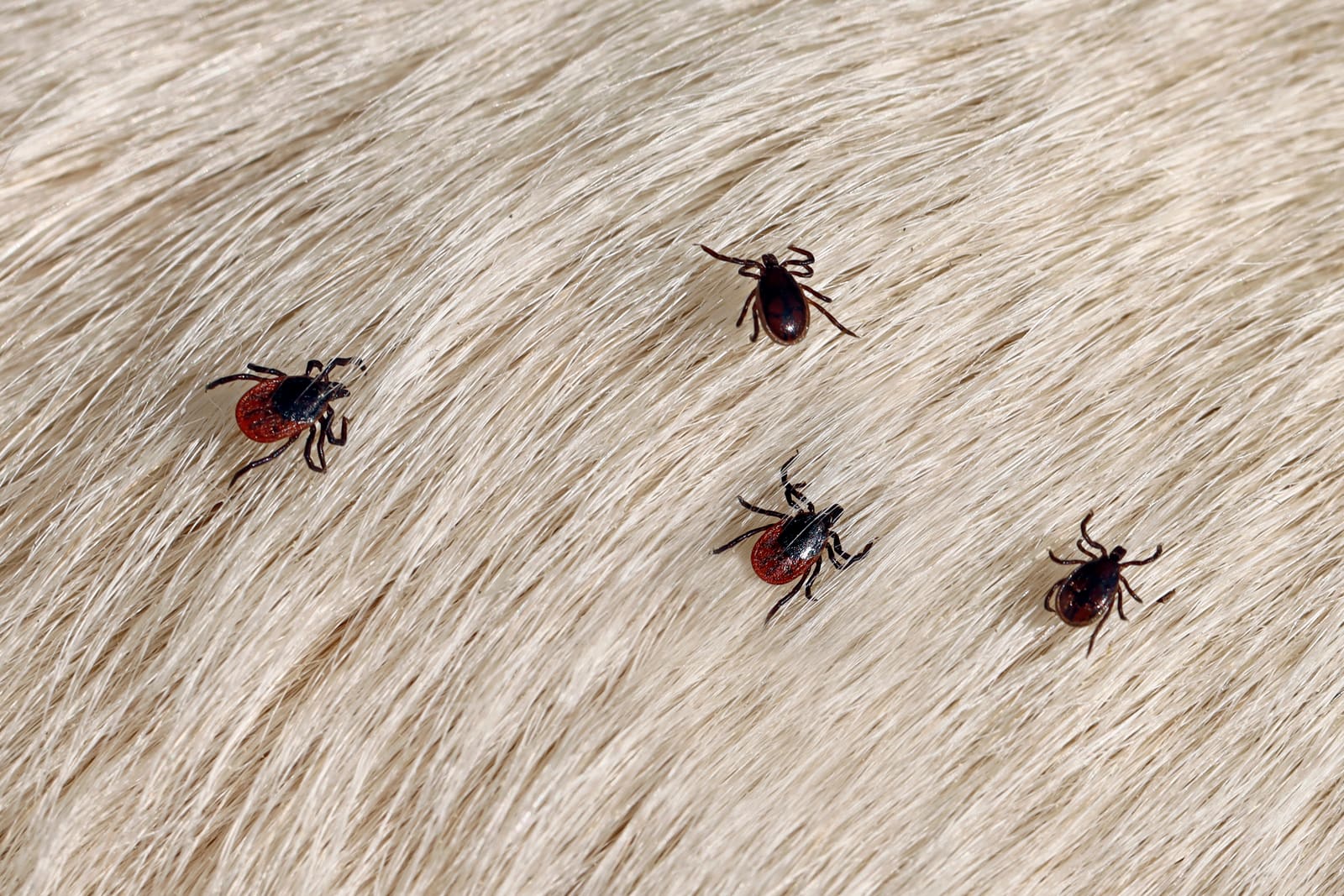 Ticks crawling on dog fur