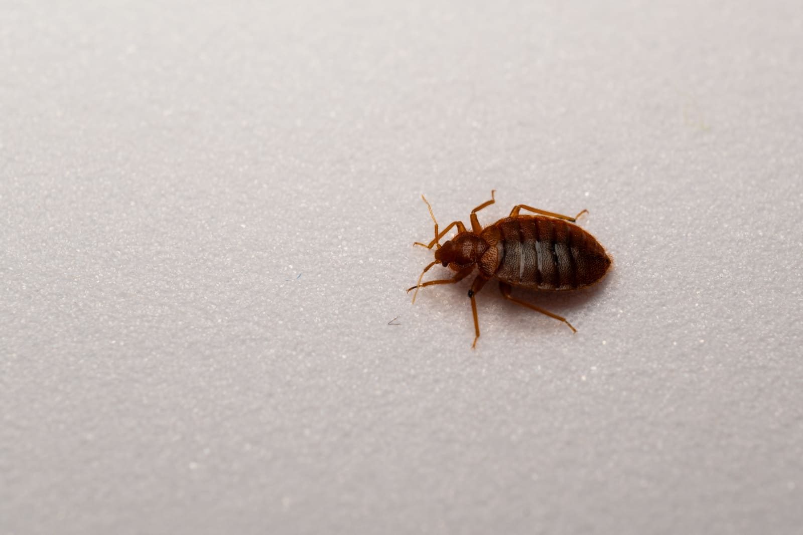 Bed bug close-up
