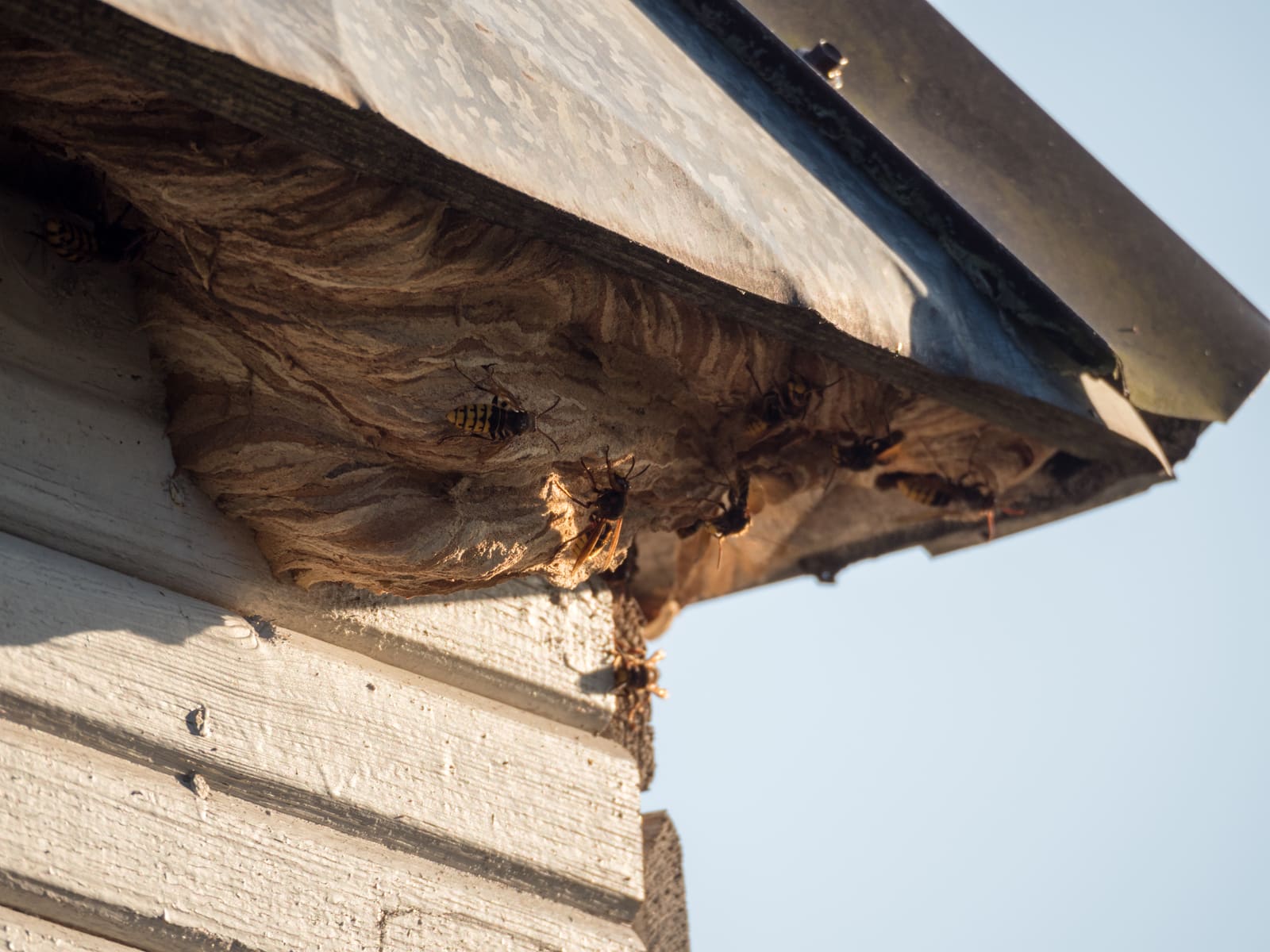 Wasp nest under a roof eave