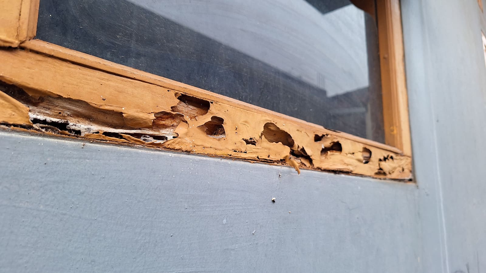 Termite damage to wooden window trim