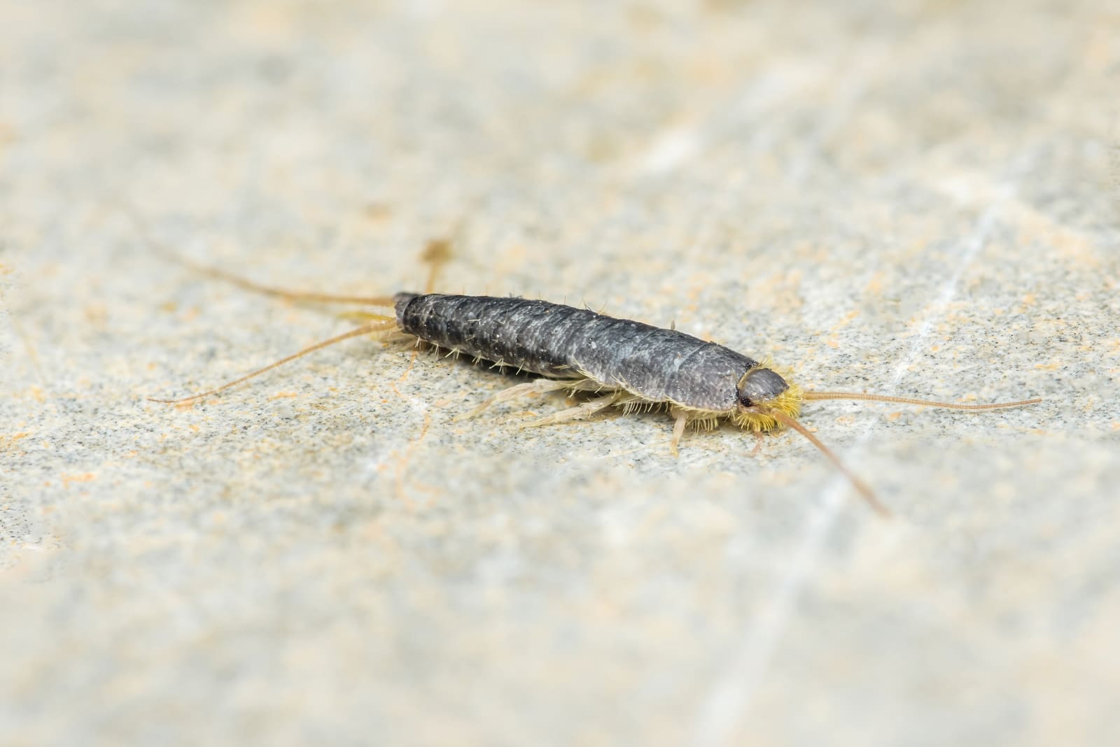 Silverfish on a stone surface