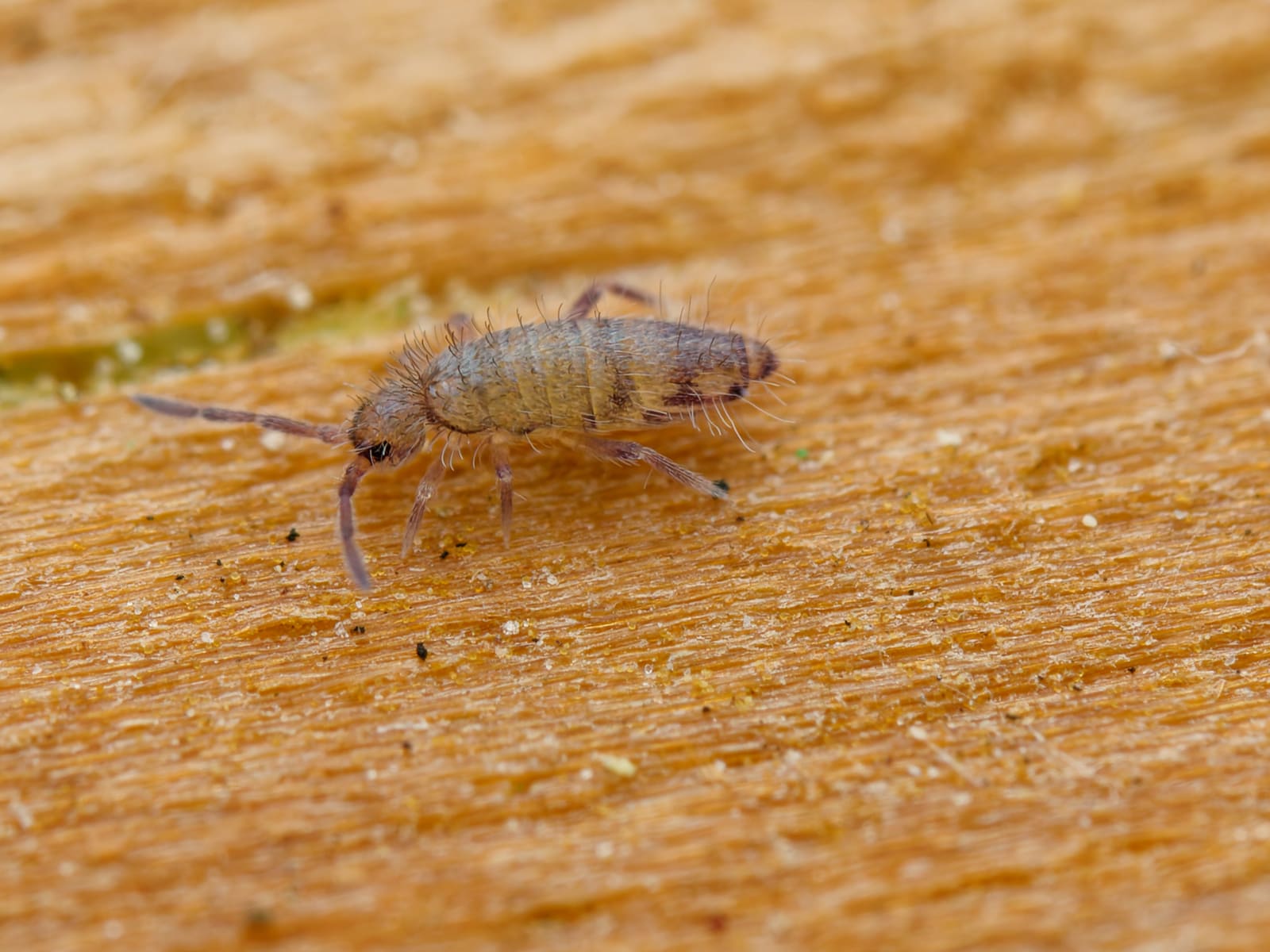 Springtails on wood grain