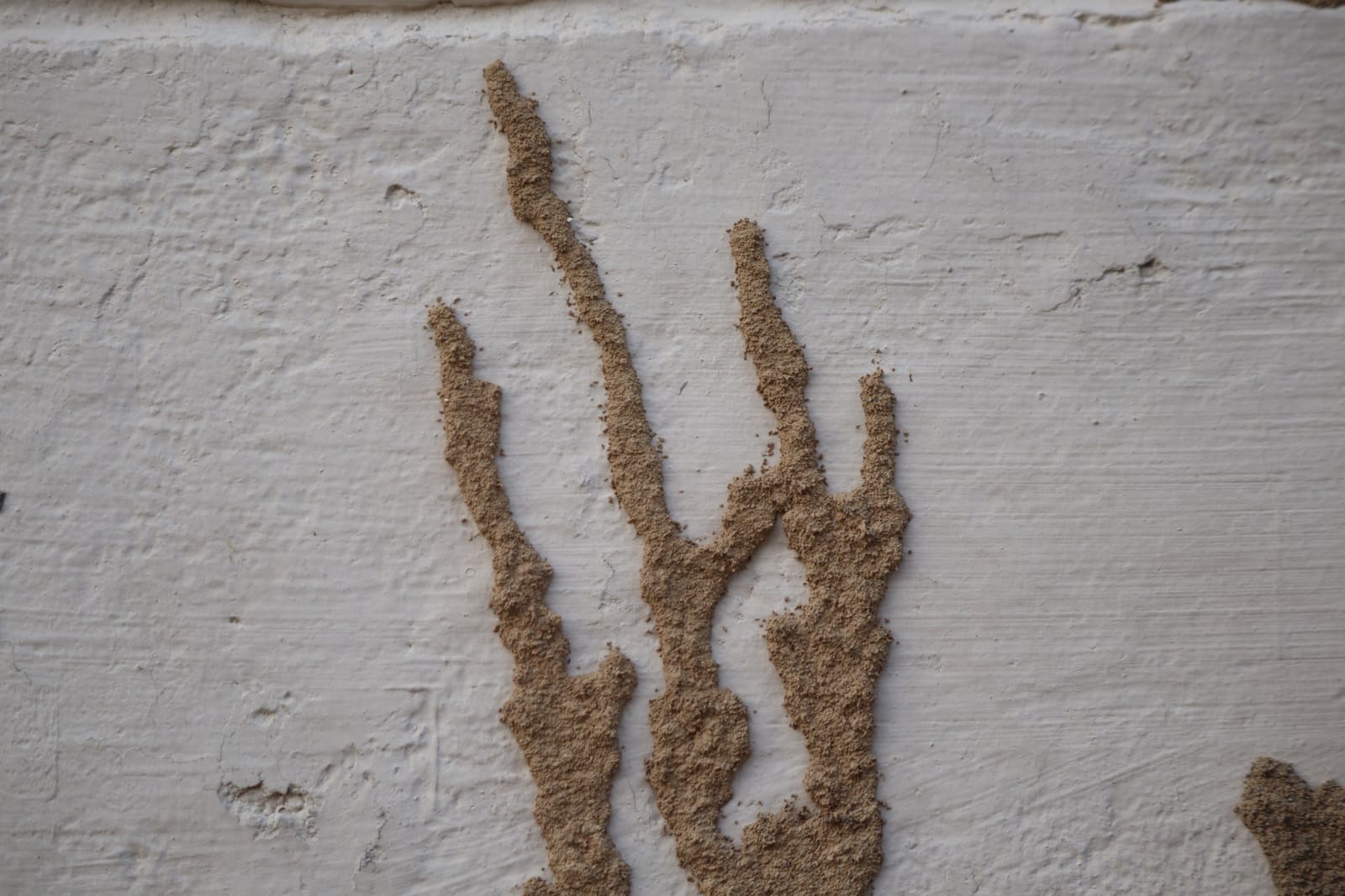 Termite mud tubes on a wall