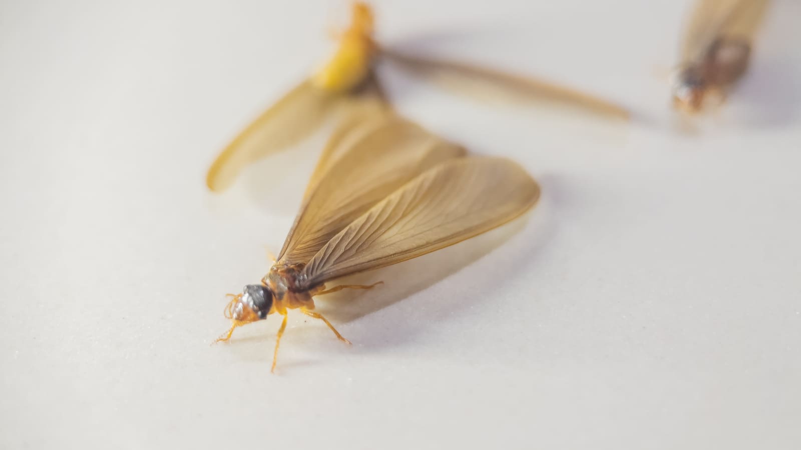 Winged termite swarmers
