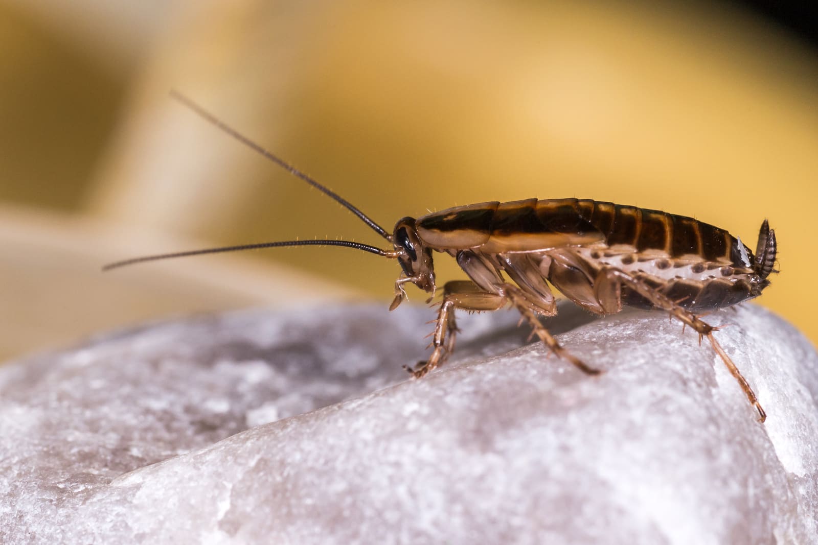 German cockroach close-up