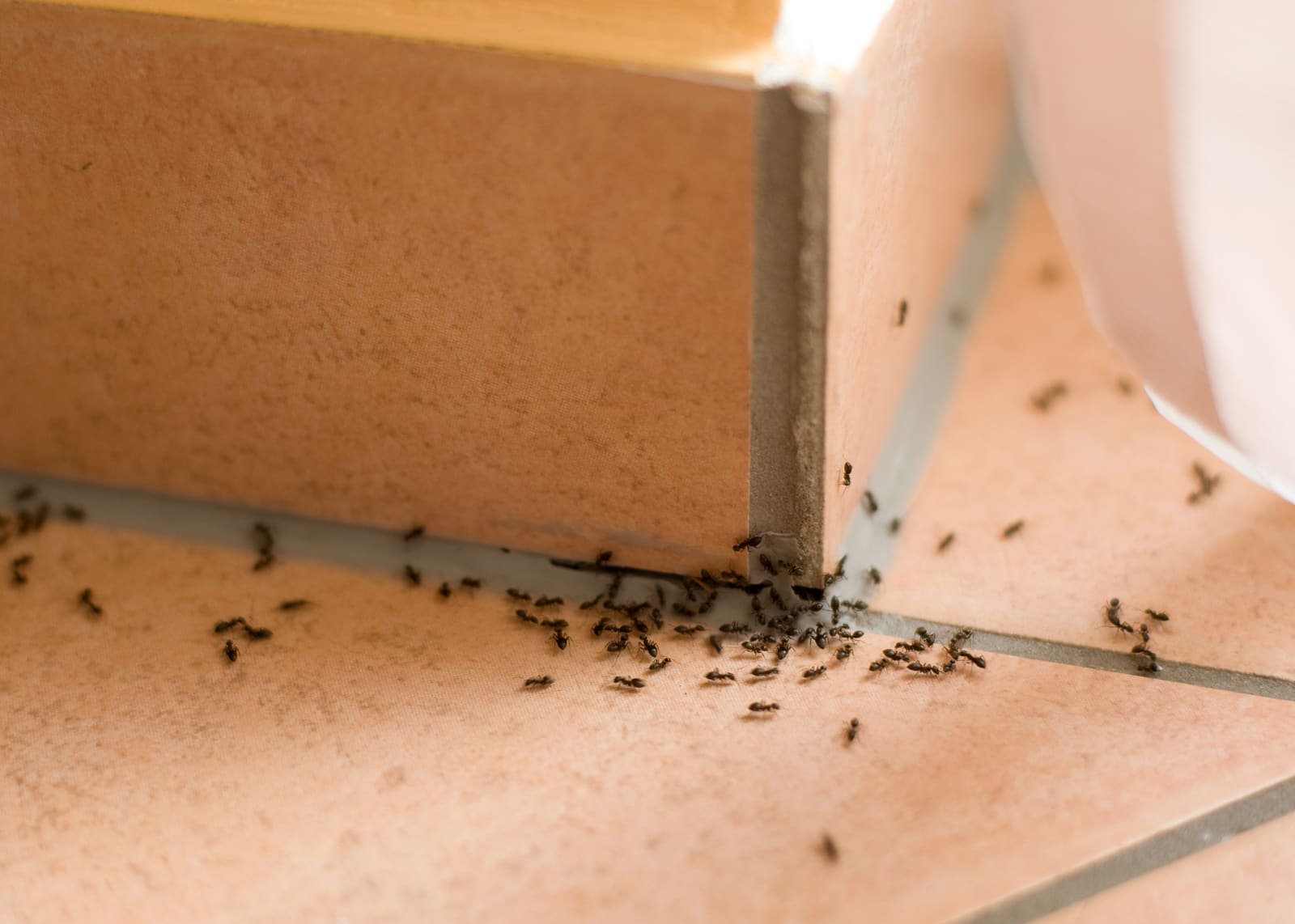 Ants crawling indoors on a floor