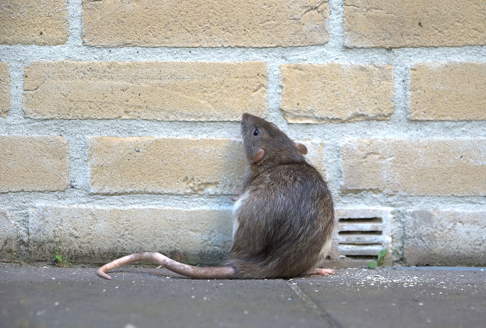 Rat by a brick wall