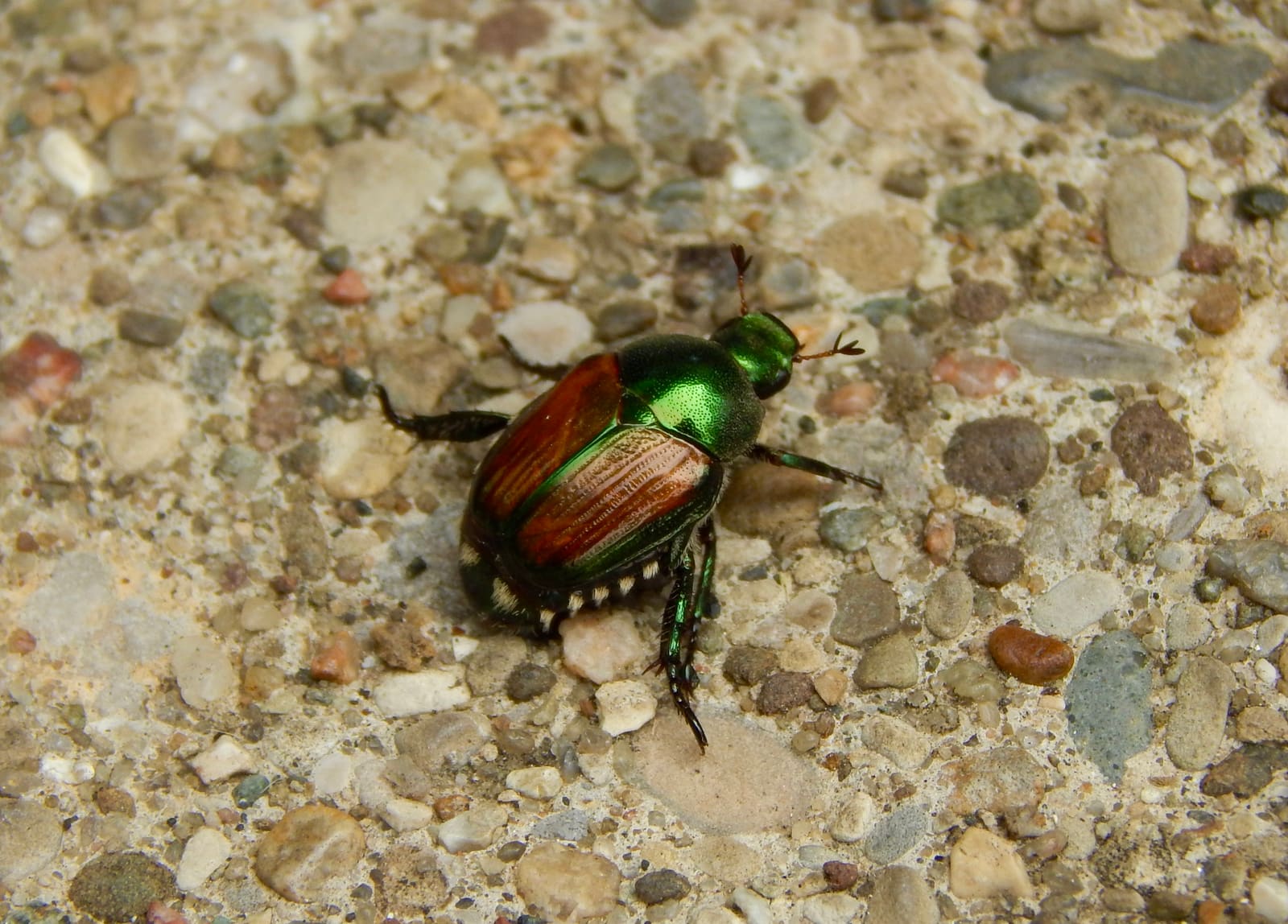 Japanese beetle close-up