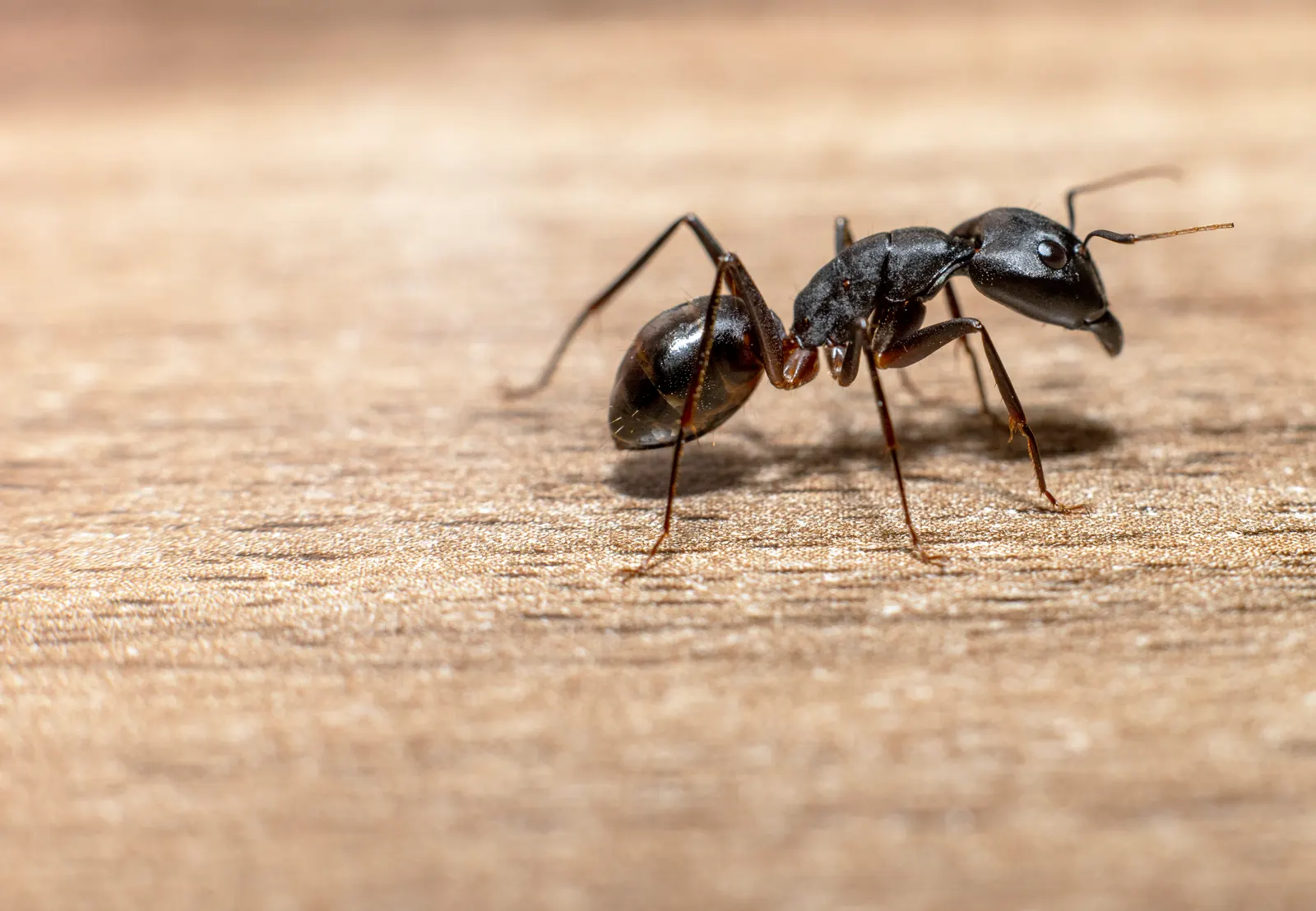 Carpenter ant close-up (Camponotus)