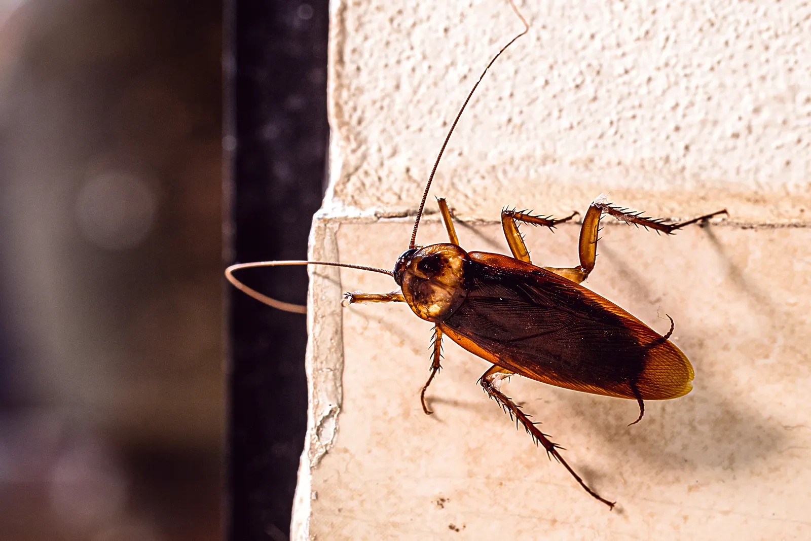 American cockroach on a white ledge