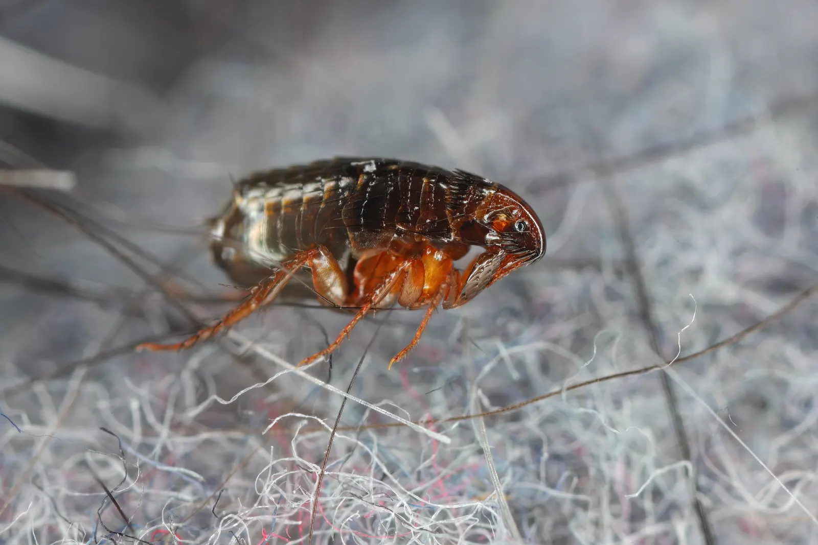 Cat flea