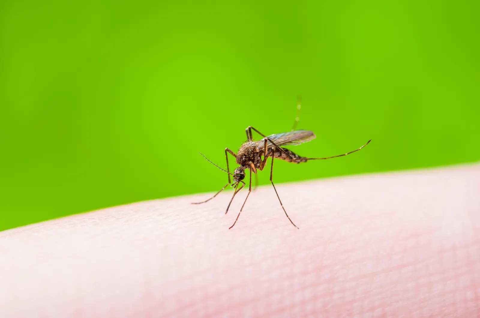 Mosquito macro on green background