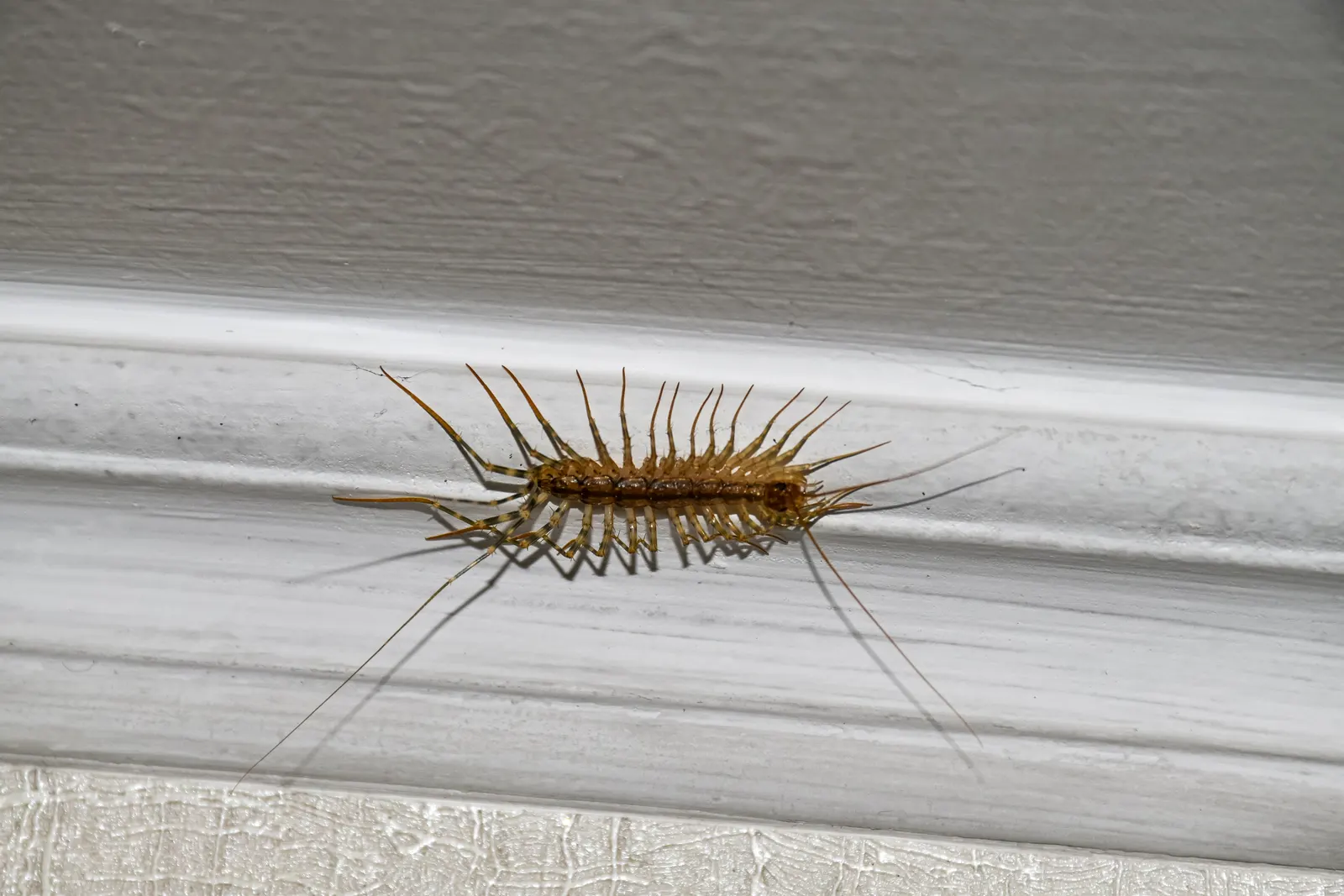 House centipede on white trim