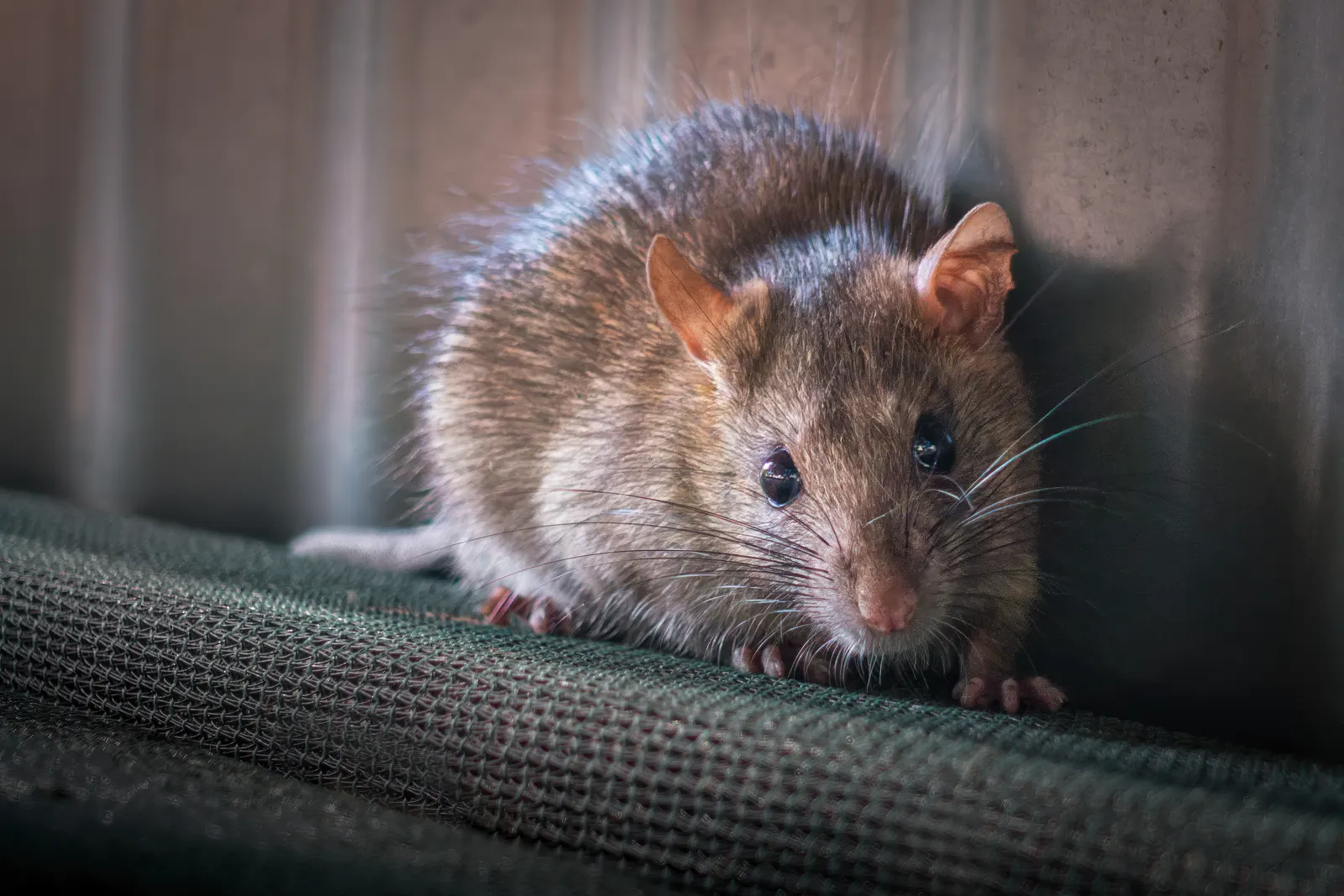 Surprised brown rat close-up