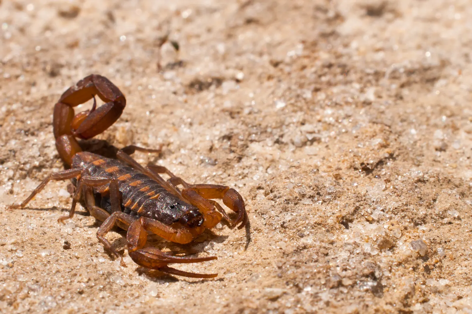 Striped bark scorpion