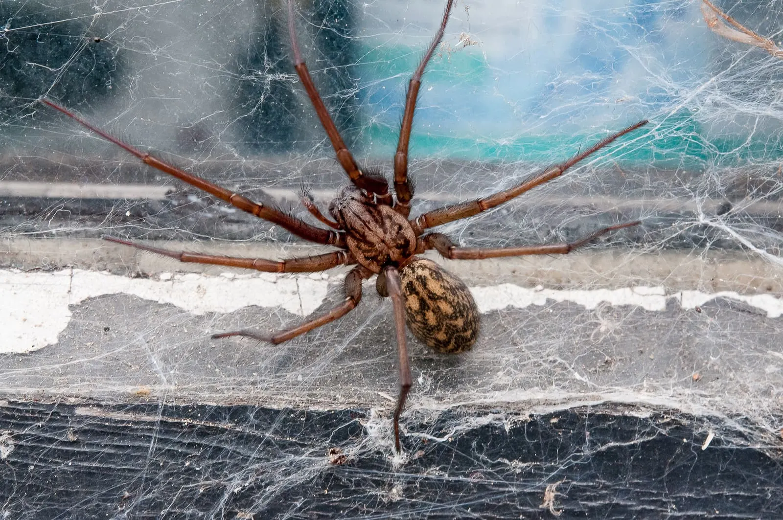 Spider in a window frame
