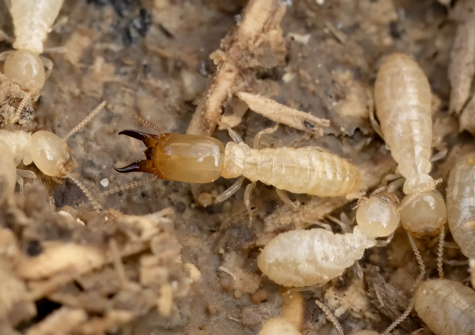 Subterranean termite