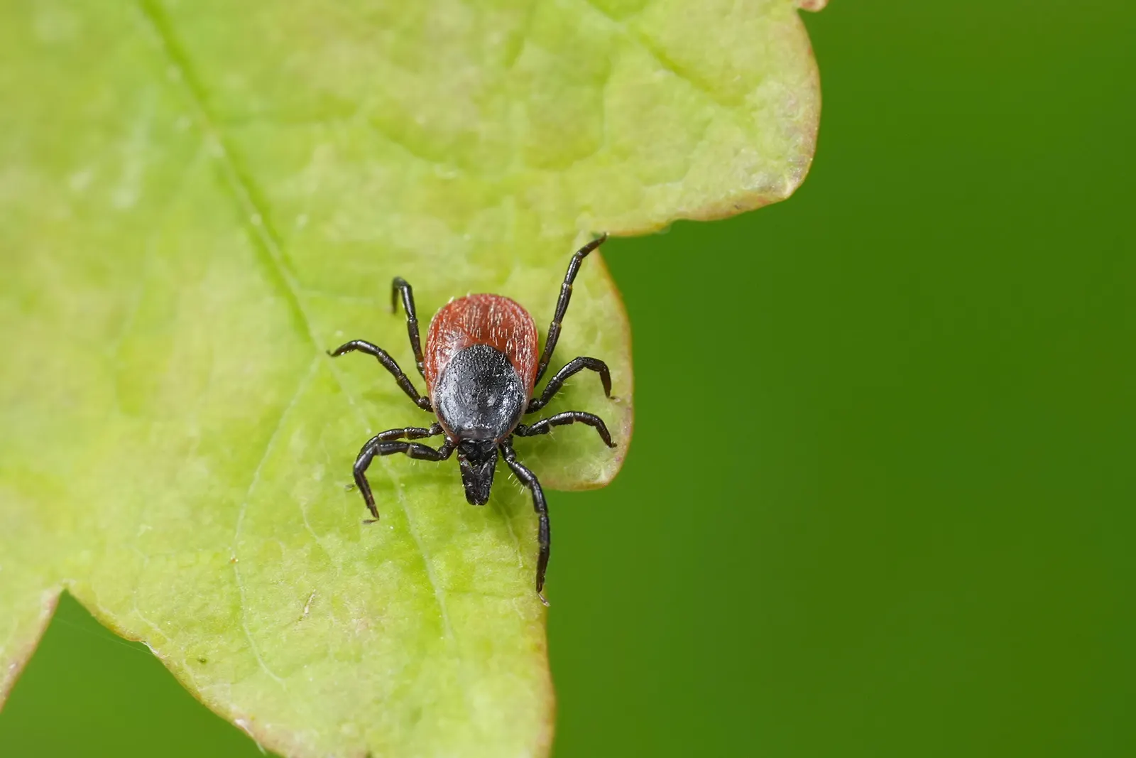 Tick close-up