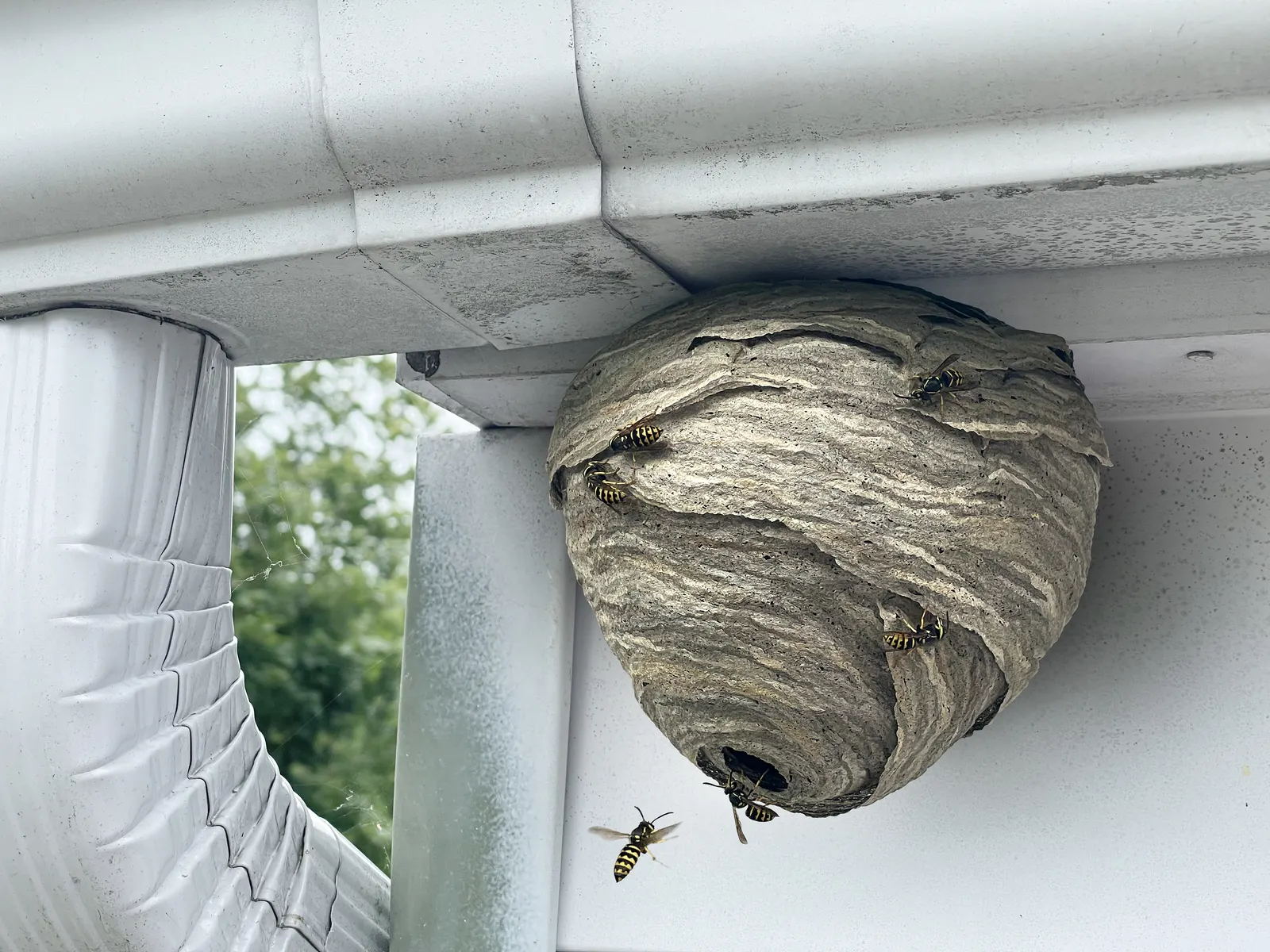 Wasp nest on a home